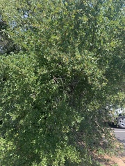 Ulmus crassifolia