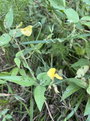 Vigna luteola