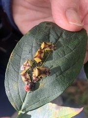 Elasmostethus atricornis