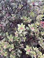 Arctostaphylos morroensis