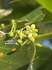 Glochidion rubrum