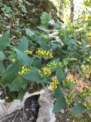 Solidago drummondii