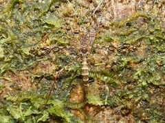 Epiphragma