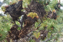 Herpotrichia juniperi