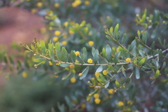 Acacia melleodora
