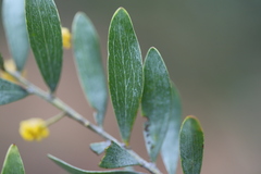 Acacia melleodora