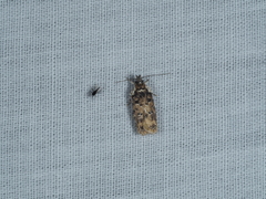 Ardozyga sodalisella