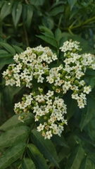 Sambucus australis