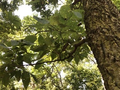 Celtis occidentalis