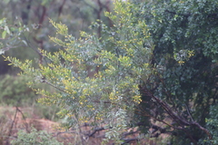 Acacia melleodora
