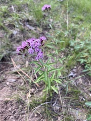 Stevia viscida