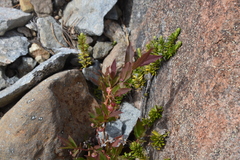 Vaccinium membranaceum