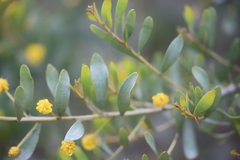 Acacia melleodora