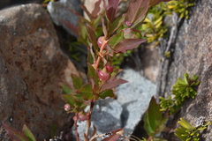Vaccinium membranaceum