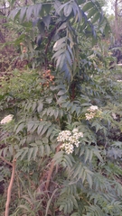 Sambucus australis