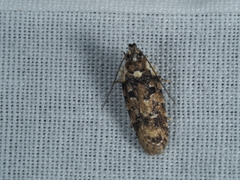 Ardozyga sodalisella