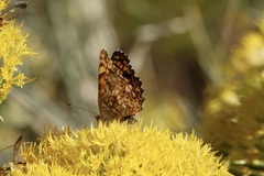Phyciodes mylitta