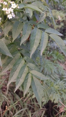 Sambucus australis