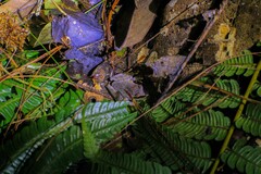 Plectrohyla