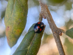 Exochomus quadripustulatus