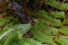 Plectrohyla