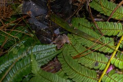 Plectrohyla