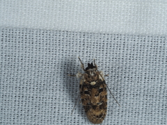 Ardozyga sodalisella