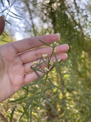 Baccharis neglecta