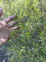 Baccharis neglecta