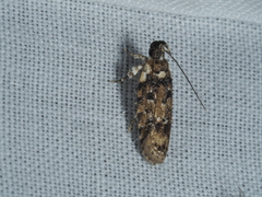 Ardozyga sodalisella