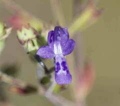 Trichostema