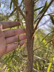 Baccharis neglecta