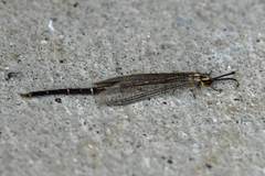 Brachynemurus