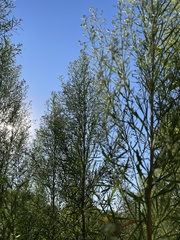 Baccharis neglecta