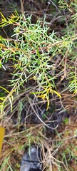 Persoonia nutans