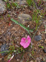 Convolvulus chilensis