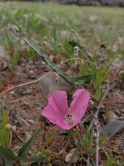 Convolvulus chilensis