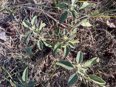 Croton monanthogynus