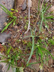 Convolvulus chilensis
