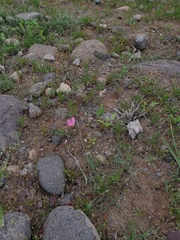 Convolvulus chilensis