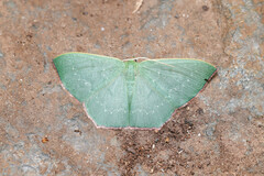 Prasinocyma semicrocea