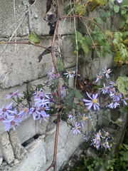 Symphyotrichum shortii