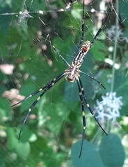 Trichonephila clavata