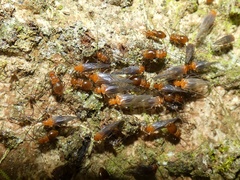 Psocidae