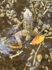 Lithobates sphenocephalus