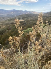 Malacothamnus marrubioides