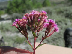 Stevia incognita