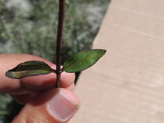 Stevia incognita