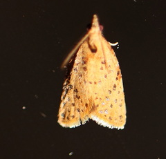 Capua nummulata
