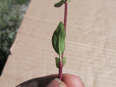 Stevia incognita